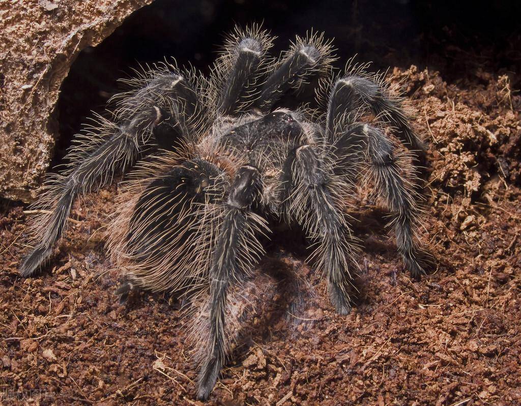 曾被吉尼斯世界纪录记载的最大蜘蛛!亚马逊巨人食鸟蛛