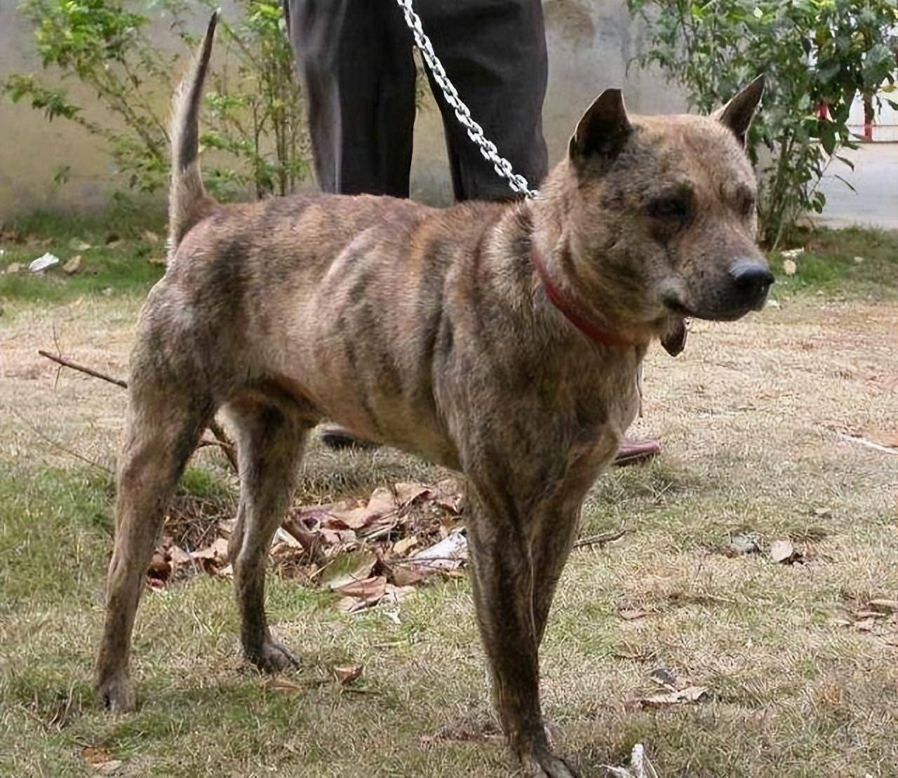 来自江西上饶的"虎斑犬",我们还能见到吗?_时候_狗狗_主人