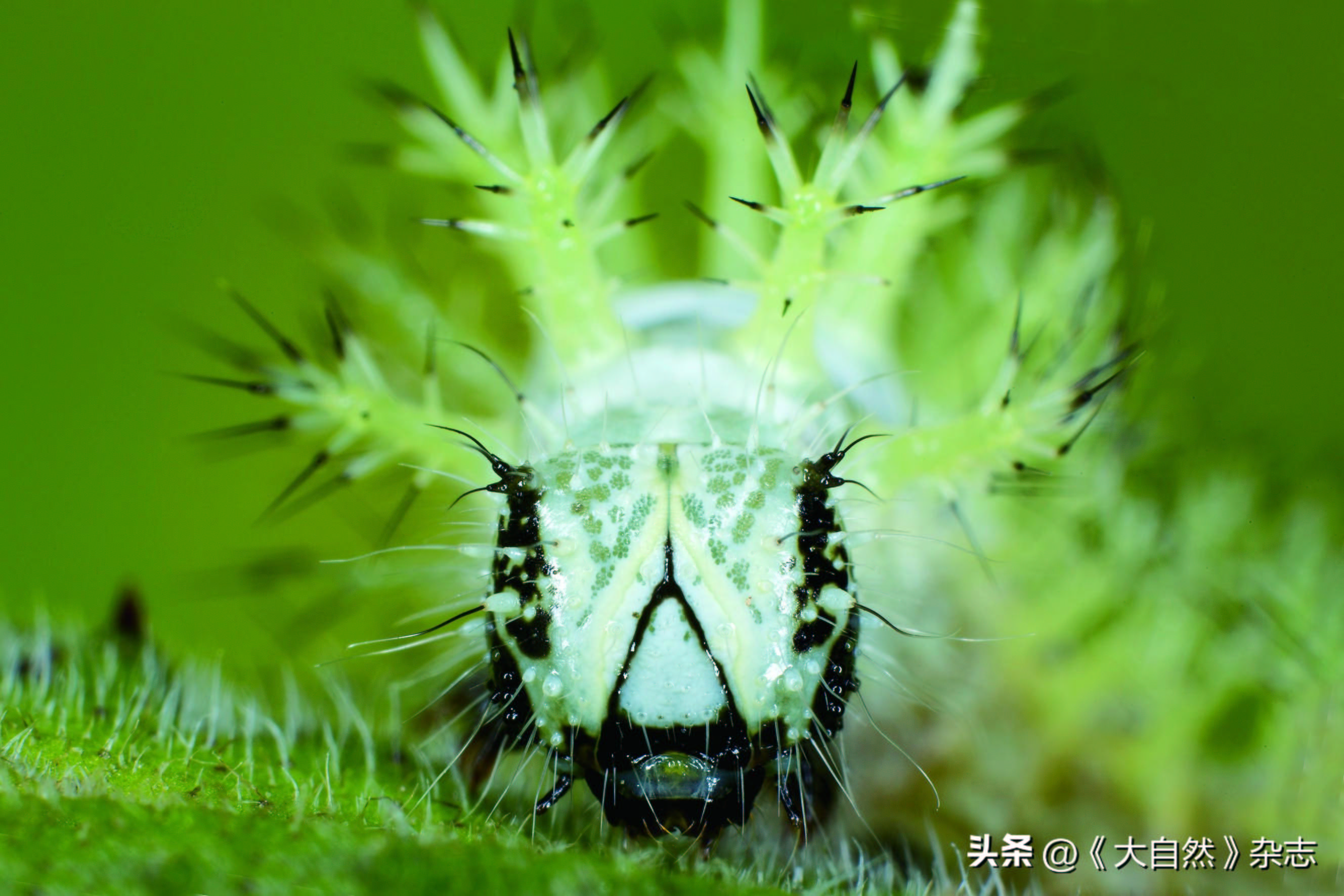 寻找秦岭的巨型钩蛱蝶_幼虫_宝鸡_艾麻