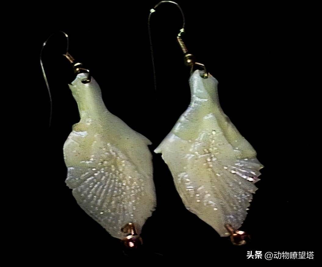 三千万人围观抓捕的"鳄雀鳝"到底是什么物种_美国_牙齿_鳞片