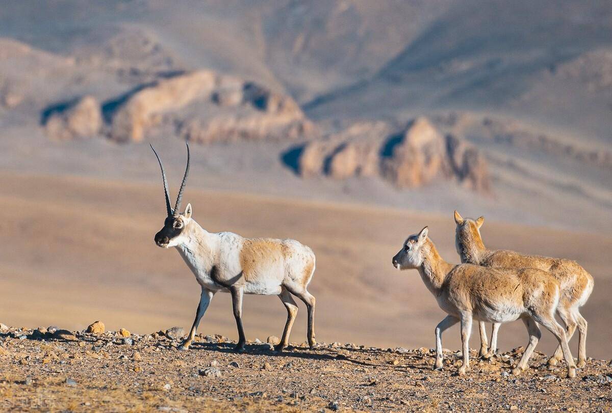西北藏羚_高原_动物_海拔