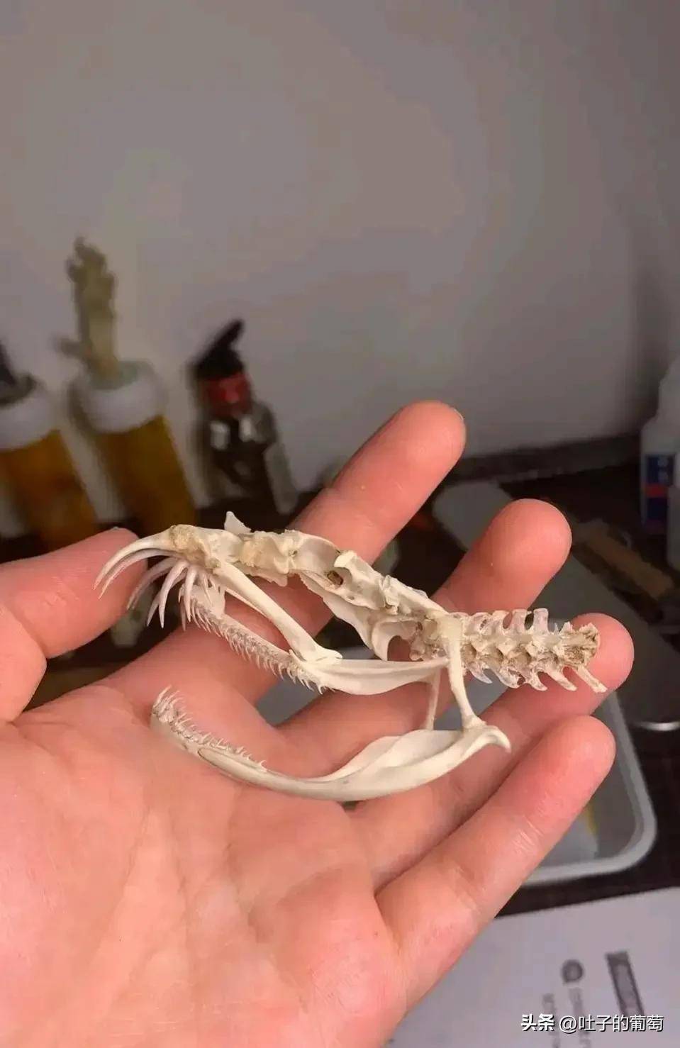 毒蛇的那两颗毒牙就算你把它拔掉,但是它还是会在生长出来,我当然这并