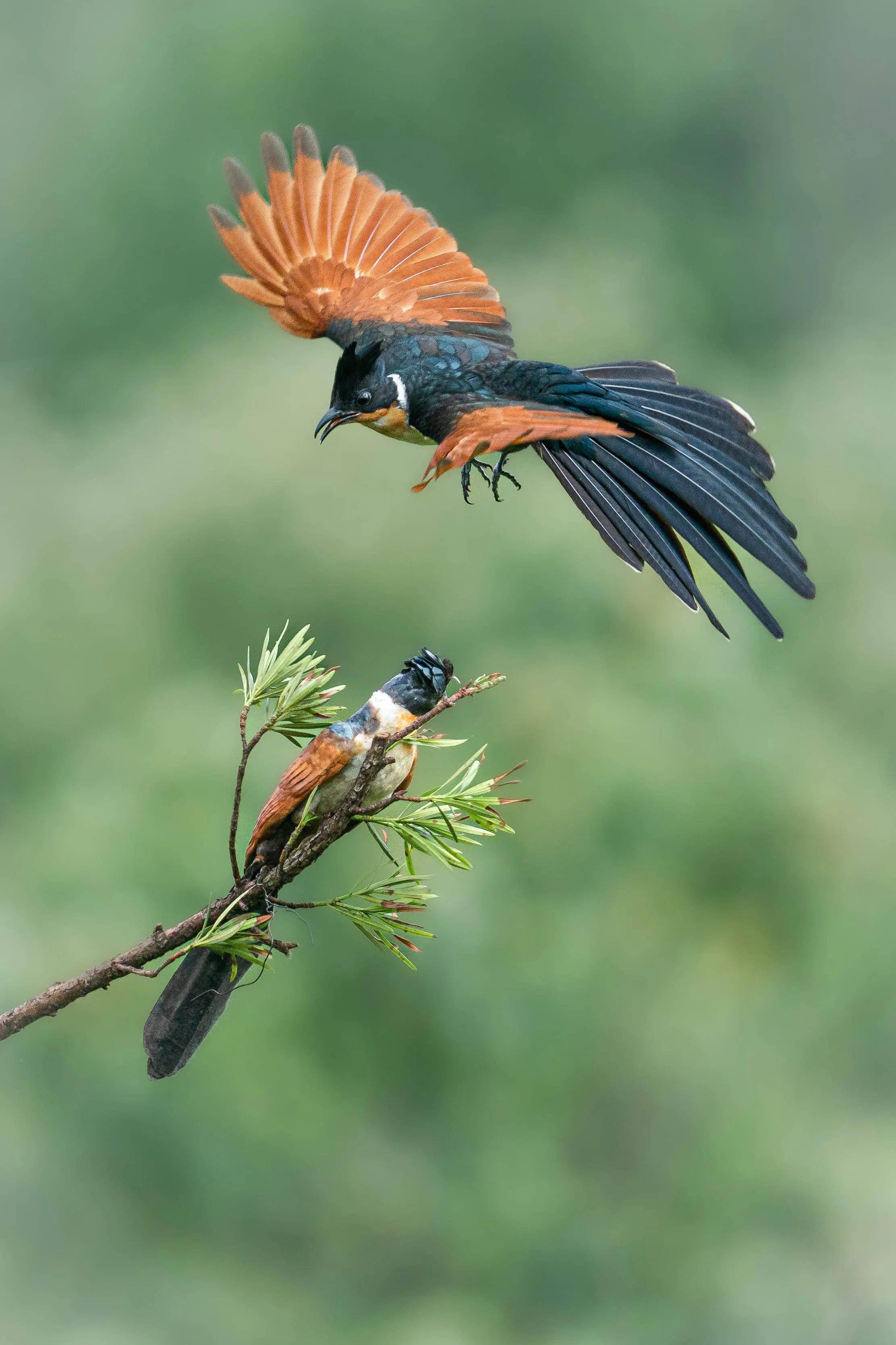 河南董寨拍鸟记之七:红翅凤头鹃_老张莫_领地_国家