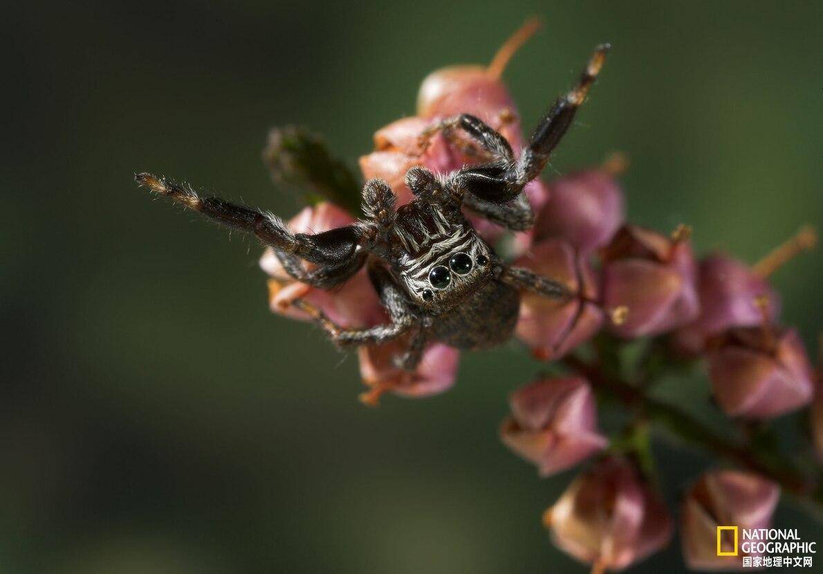 原来蜘蛛也会做梦_睡眠_ler_运动