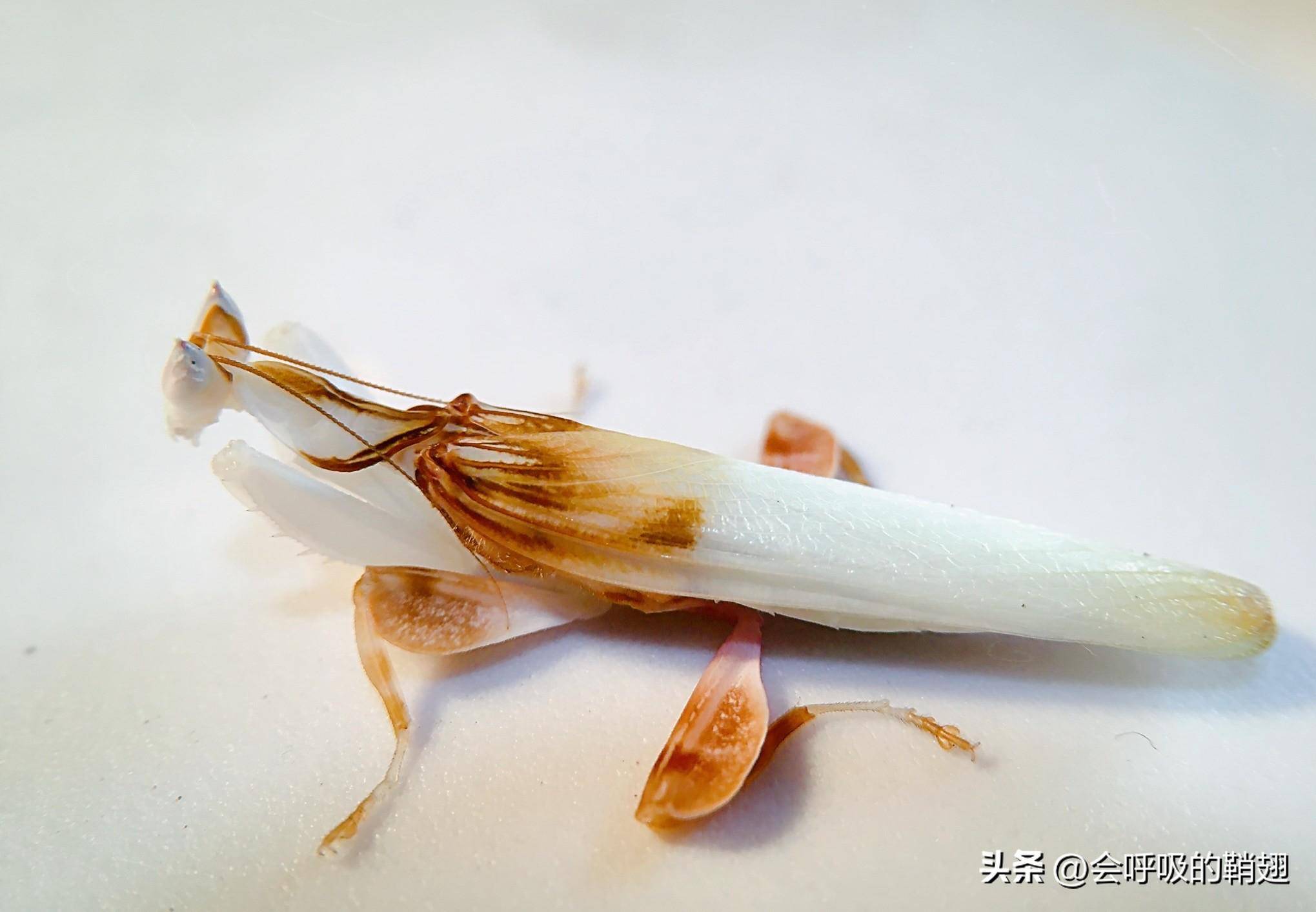 昆虫饲养笔记:4个月喂养10只兰花螳螂,我们经历了什么?