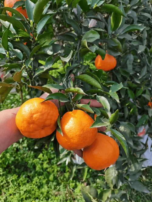 “橘”心“橘”意，助力农业