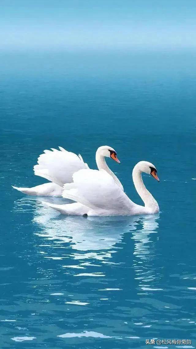 美图配俏文,唯美天鹅,飘逸闲雅,婉胜仙子_水面_芳草_湖水