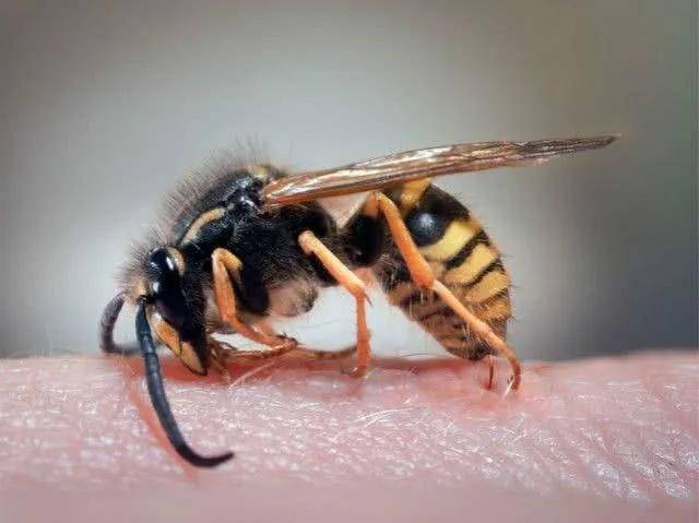 蜜蜂蜇人后都会死掉吗,为什么说千万别去捅马蜂窝?