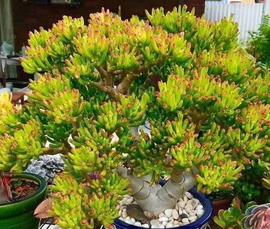 居家盆栽首选3种多肉,好看又好养,寓意招财,最容易出状态_植物_养护