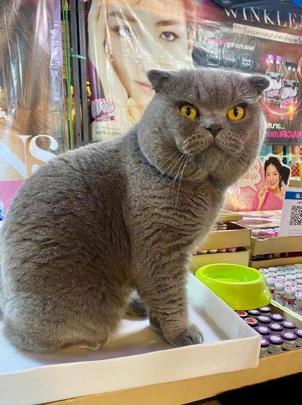在一摊位买工具时，发现老板不在，却有只猫在管，那要怎么买！