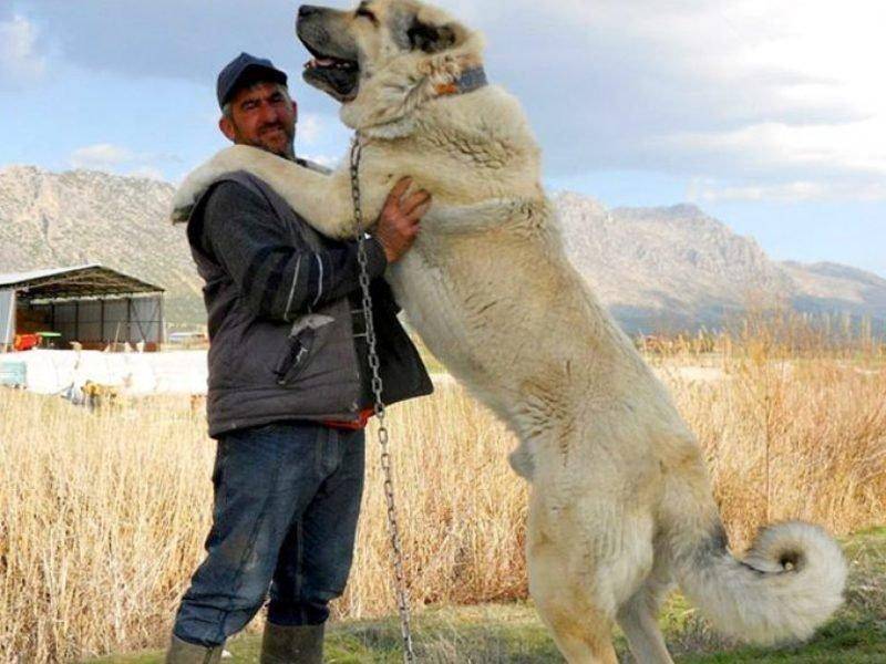 世界上最大的狗,竟能秒杀日本最强斗犬,见过的人都管它叫地狱犬_高犬