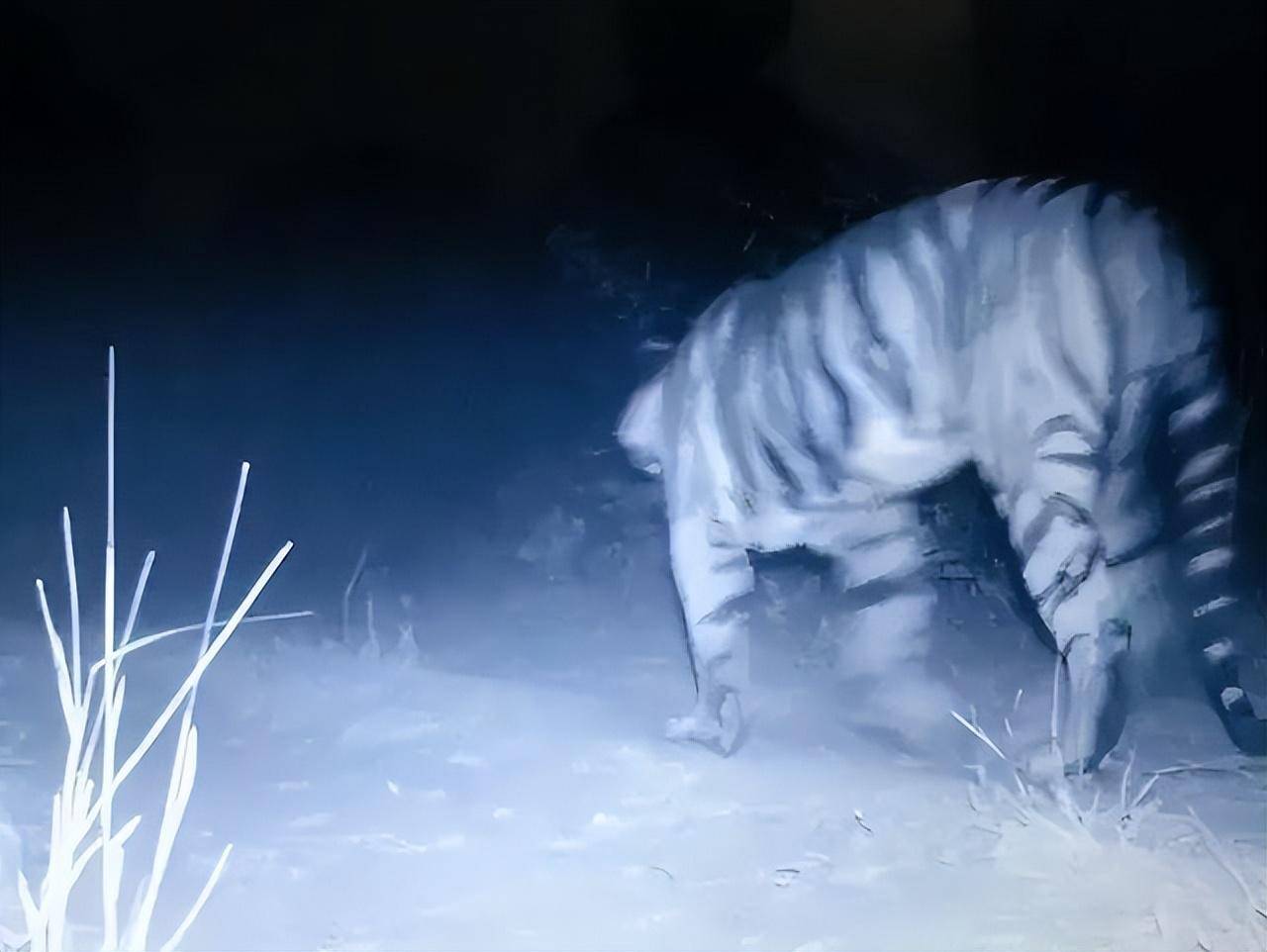 他们某天在经过一个湖泊时,无意中发现一只黑蓝色的老虎,正张着血盆大