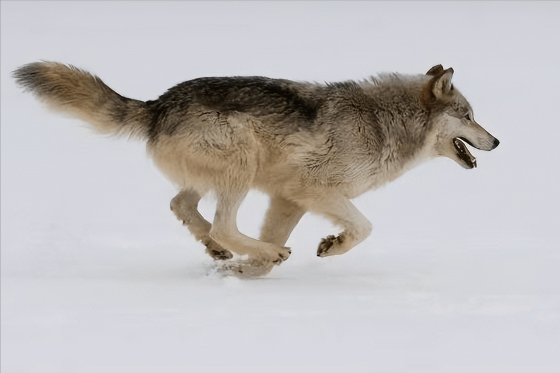 狼修长的四肢非常适合奔跑,而且它们的耐力很强,能在短时间内以57~60