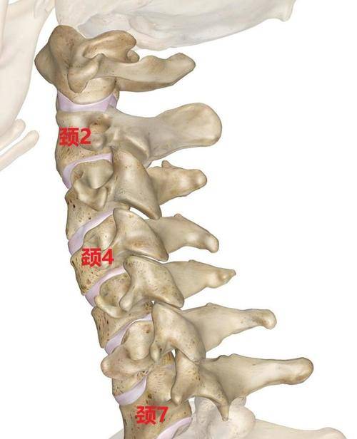 健康2023頸椎病的發生,需要滿足這3個條件_椎間盤_症狀_生理