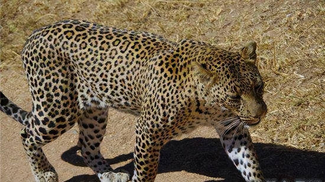 桑给巴尔豹成为稀有物种 仅生活在巴尔群岛的主岛上_进化_因为_岛屿