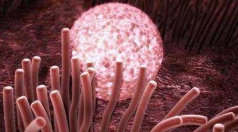 备孕时,女性若在内裤上发现"这个",说明受精卵已经安家落户_成功_变化