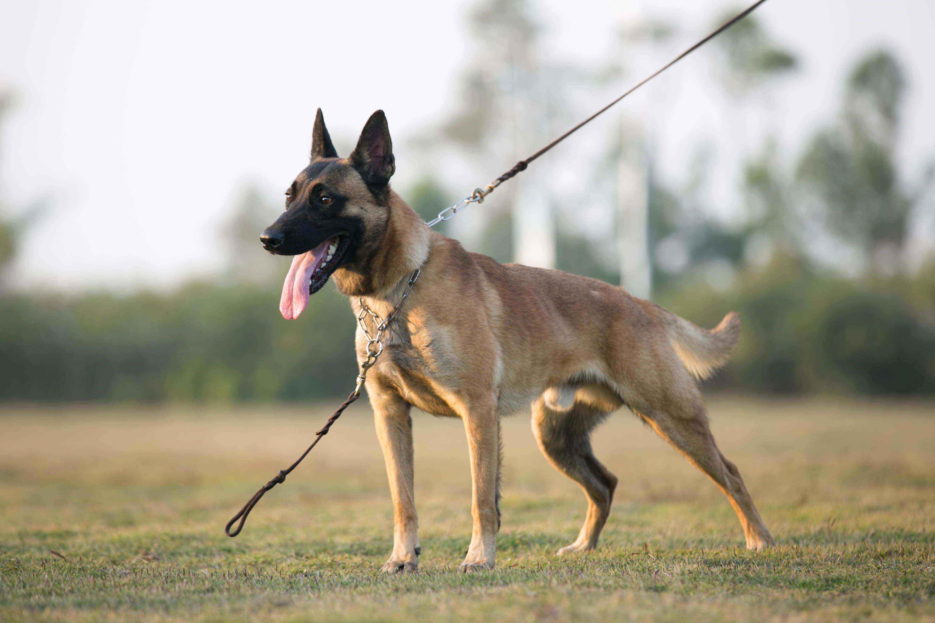 馬犬的全名叫馬裡努阿犬,是比利時的四種牧羊犬之一.