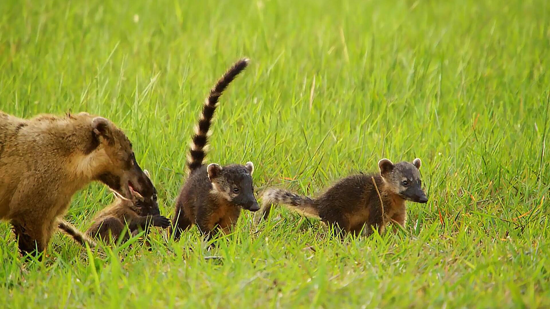 猫鼬幼崽落单,被凶残老鹰盯上,它能逃过一劫吗?_母亲_小猫_动物