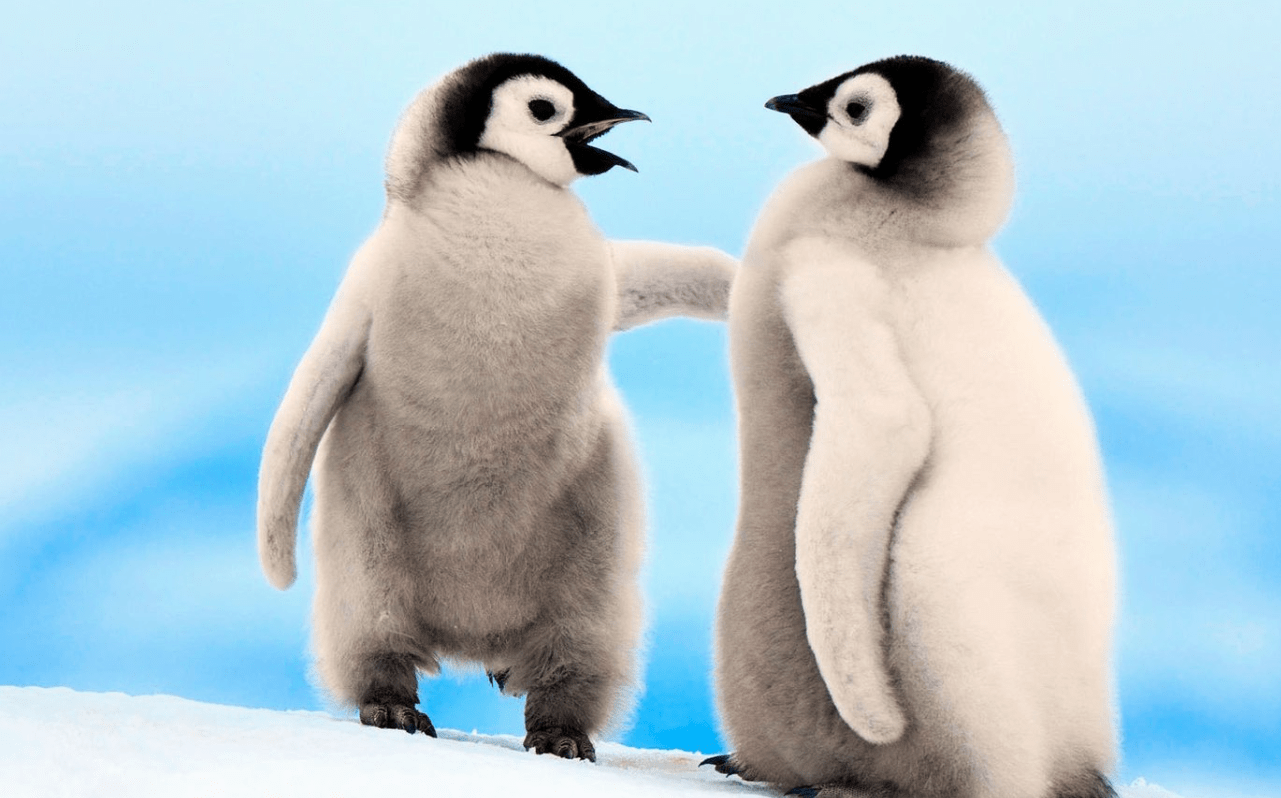 湖北小伙救下帝企鹅幼崽,3年后带妻子南极度蜜月,企鹅送来大礼_江伟