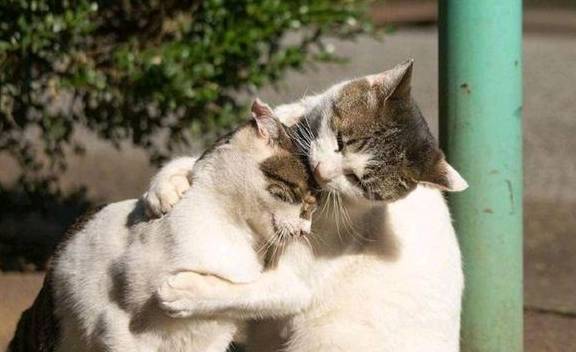 男子拍虐猫视频月入上万,35元就可以买70g虐猫视频_范某庆_虐待_产业