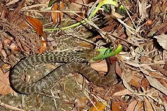 王锦蛇捕食同类的场面_体型_五步蛇_优势