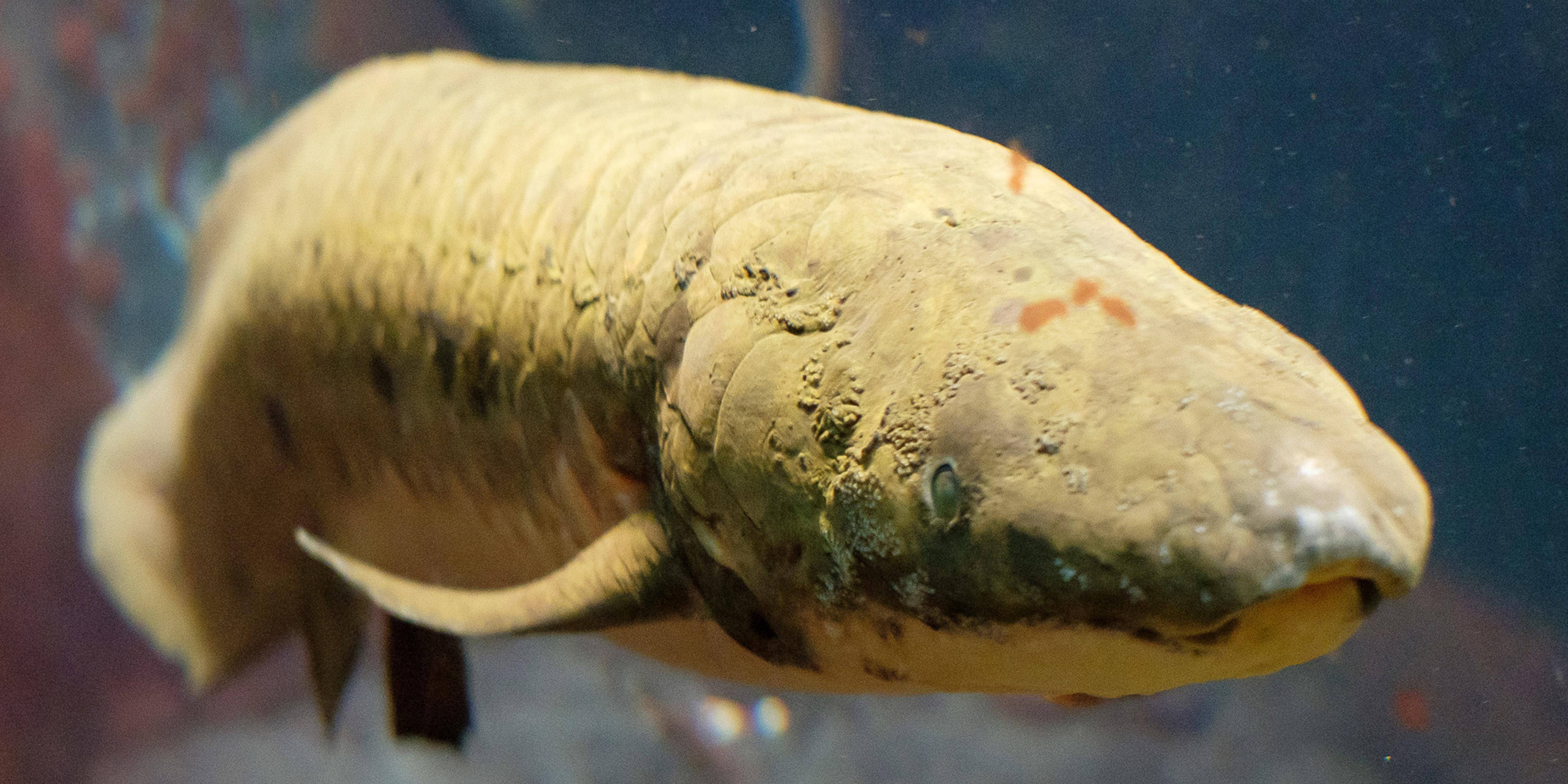 世界上最大的肺鱼图片