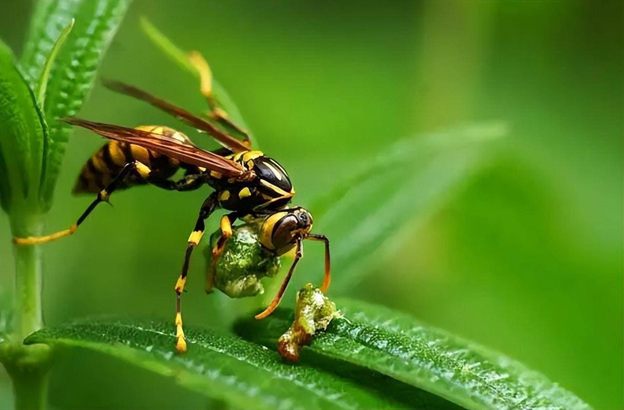 蜜蜂天敌 蜜蜂天敌的声音