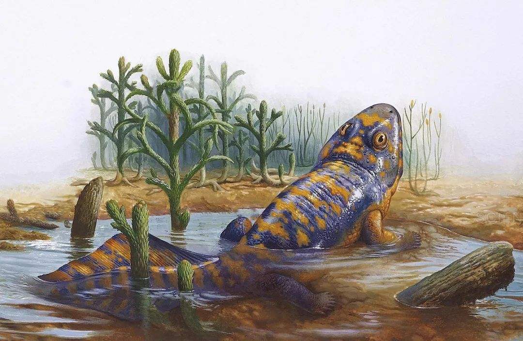 bbc复原的海纳螈自鱼石嫄之后,陆地上涌现了一大批登陆先锋,如棘嫄