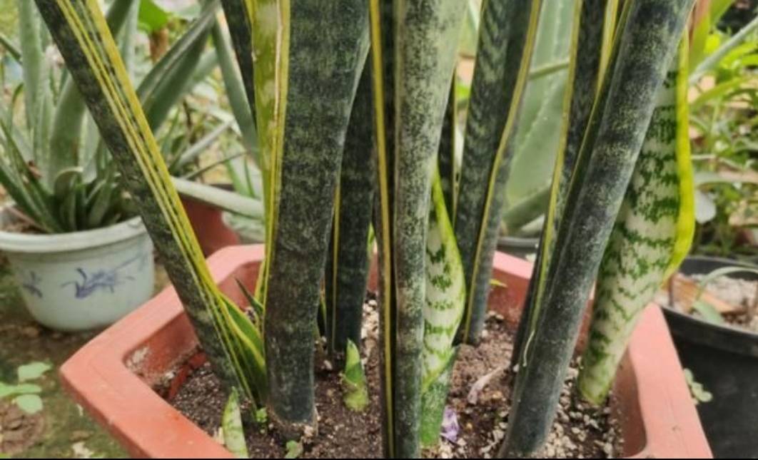 春天为虎皮兰换盆,多做1件事,一盆变多盆_植株_进行_根系