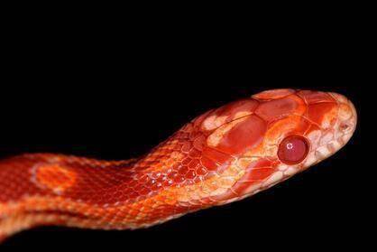 清朝神医故事 神奇的火灵蛇是用来救皇帝,还是救自己,且看神医_巩林