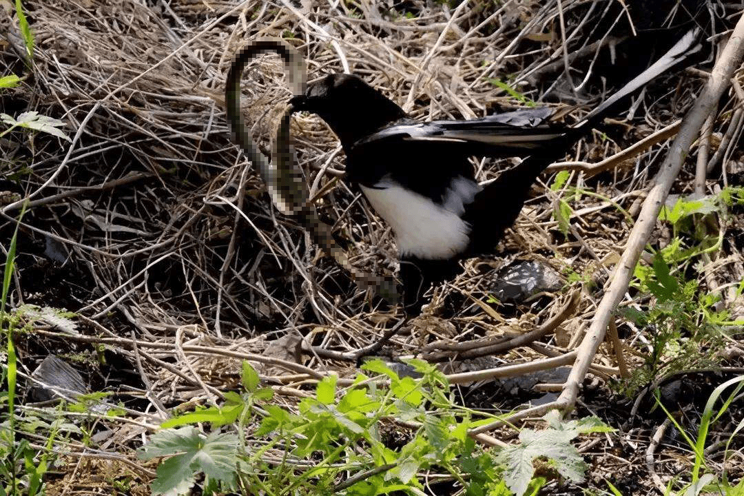 而在面对蛇类时,它们又会选择啄住蛇尾疯狂地甩动,把蛇甩得七荤八素