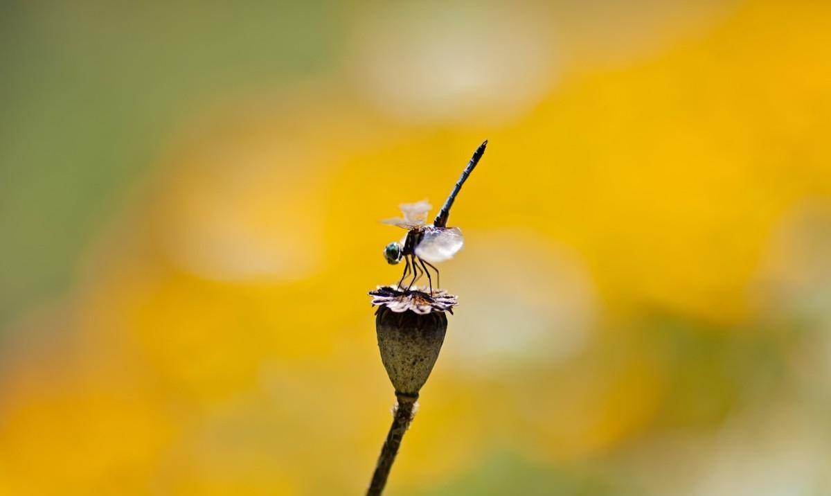 熬过11周,四大星座一视同仁,生财有道,专心致志_生活_事业_天蝎座