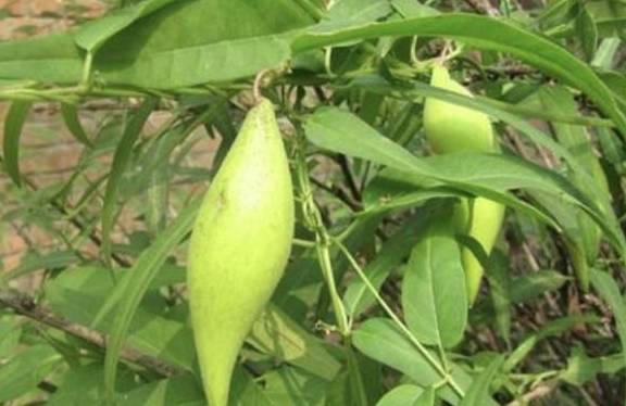 湿润的农田里,有1种"蒿瓜",曾以为是"杂草",殊不知珍贵!