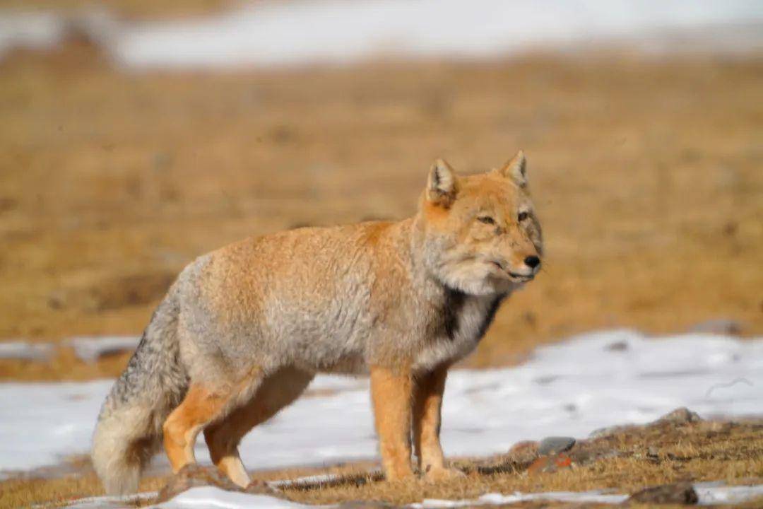 肃南:祁连山野生动物合集—藏狐_我国_其他_洞穴