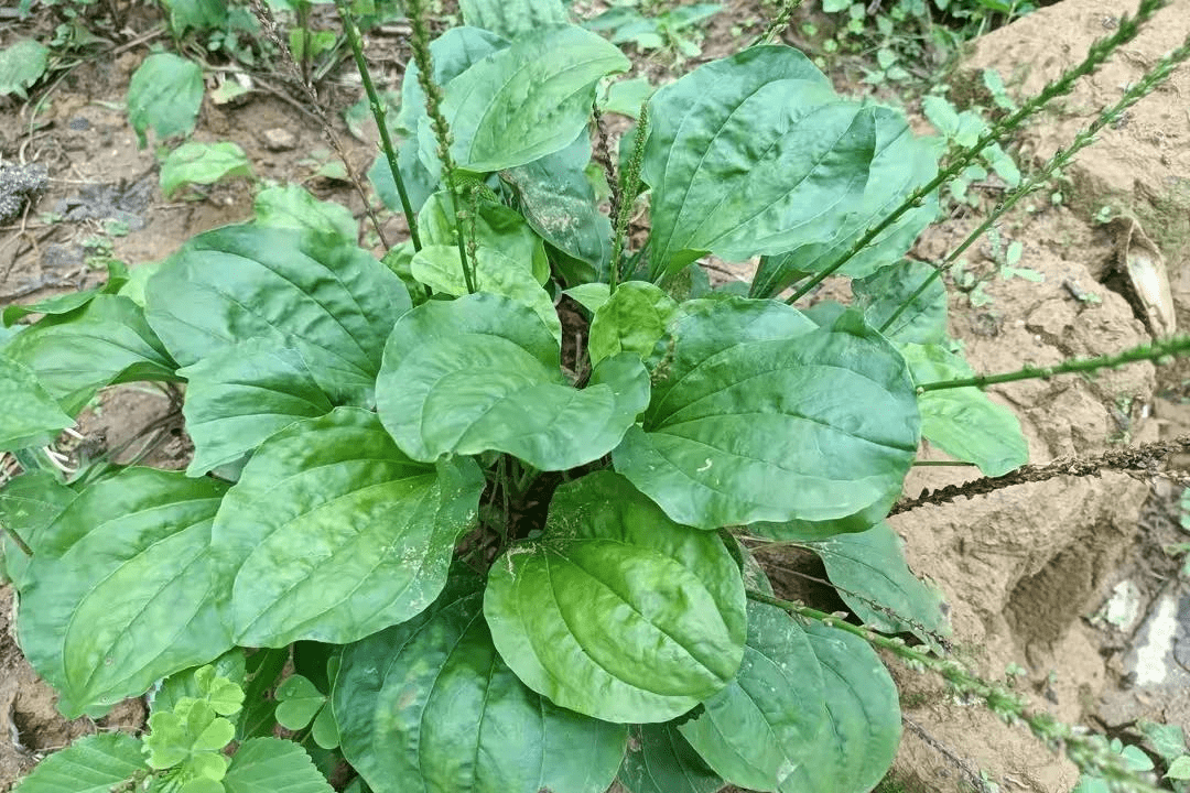 治腹泻的草药大全图片图片