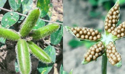 人称"小米口袋"根似人参,乡下小孩都吃过,如今却少人识_野菜_农村