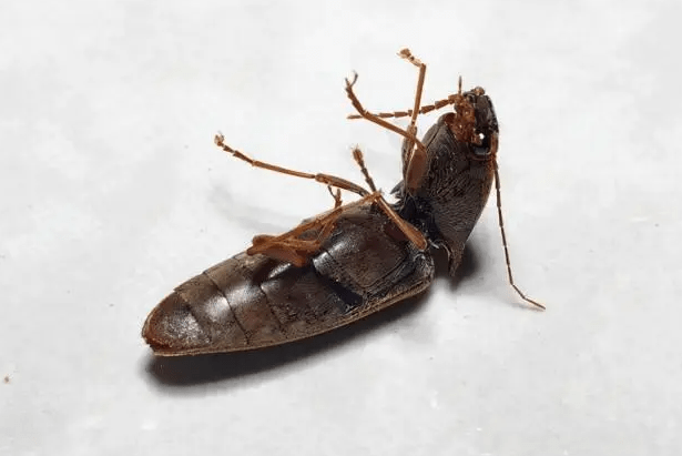 跳到自身身高50倍的高空中去,但尴尬的一点是,虽然它们弹跳力惊人,但