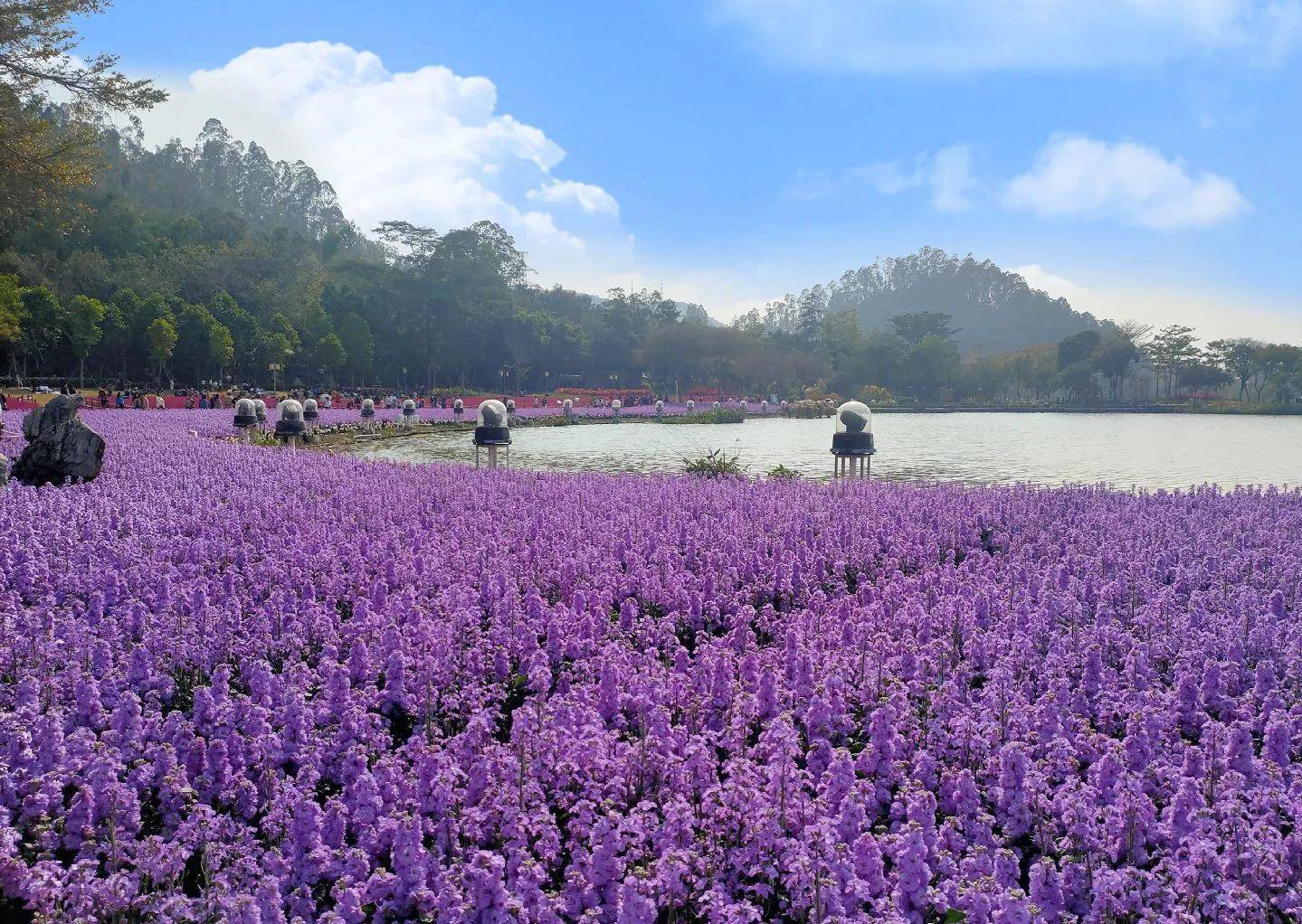 顺德顺峰山公园花海图片