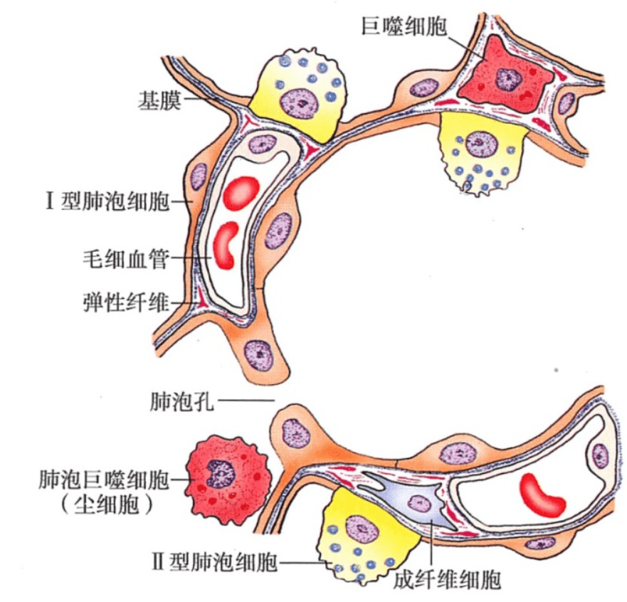肺泡壁模式图图片