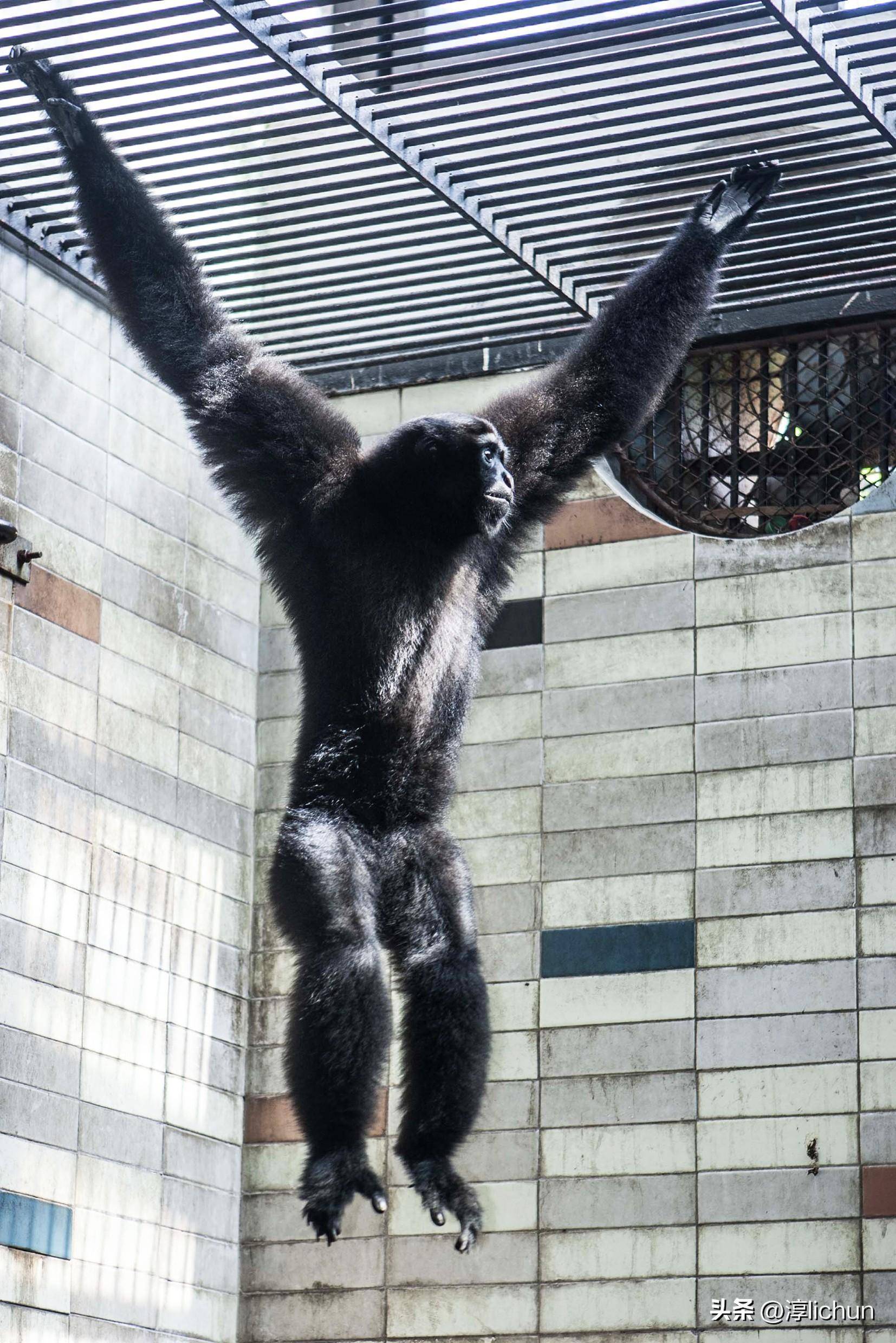 矜持,暗恋的猿类_长臂猿_猩猩_家庭