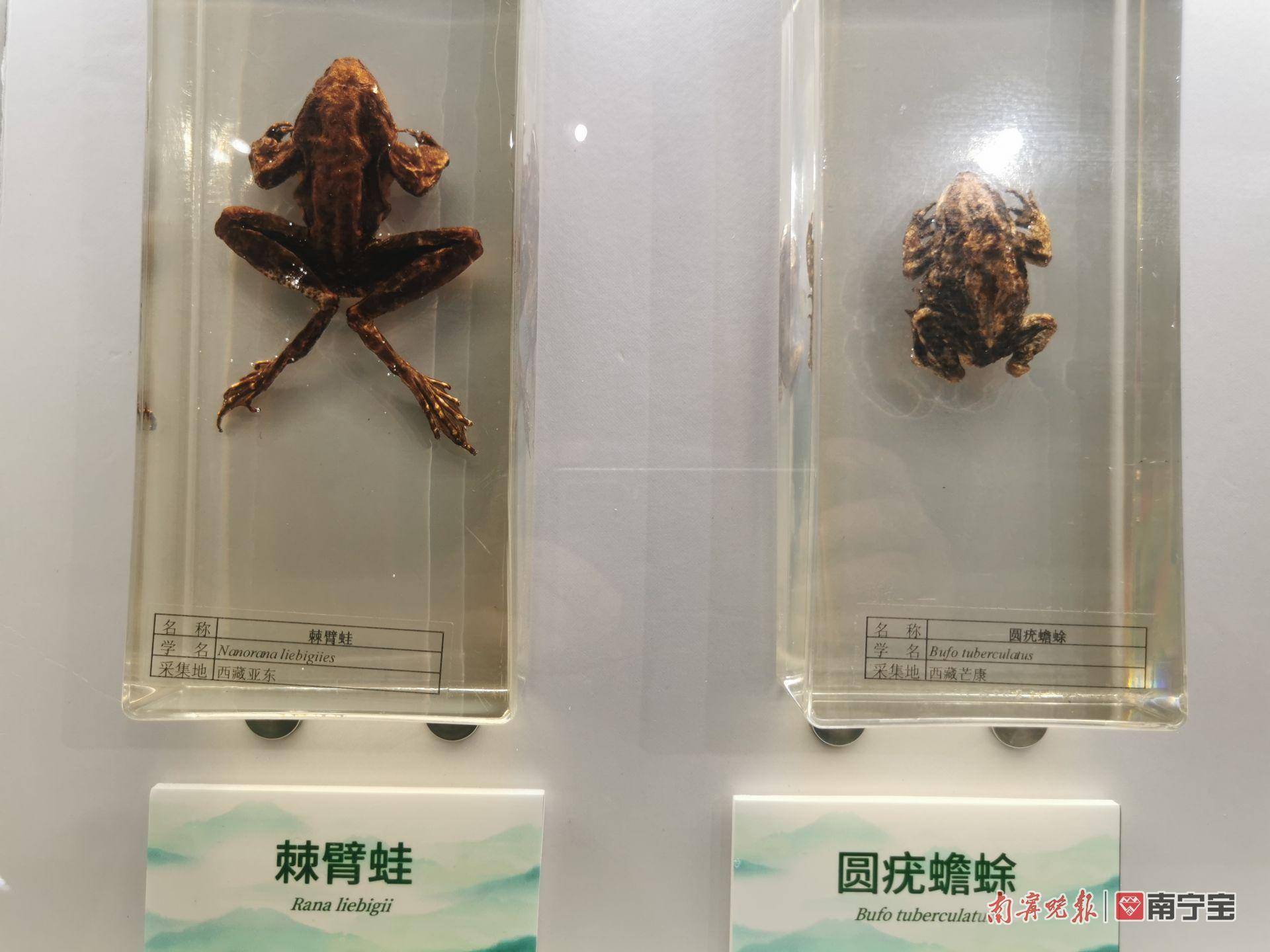 百余件两栖爬行动物标本带你探究神奇大自然→_中国_恐龙_内容