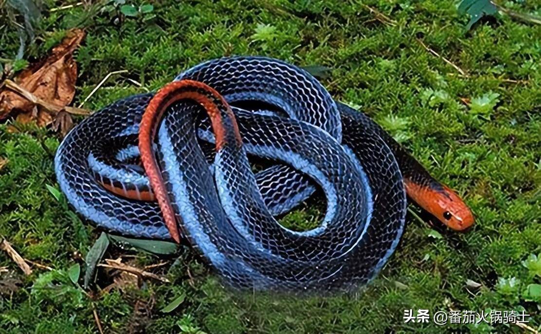 蓝长腺珊瑚蛇为了更加愉快的吃蛇,居然费尽心思的进