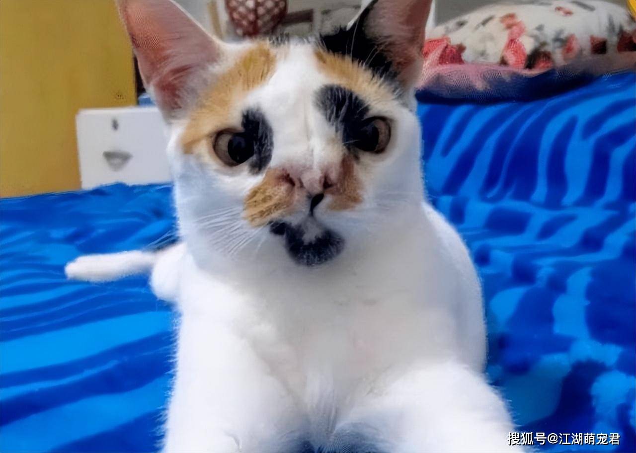 养“三花猫”的人越来越多？原来它这么优秀，难怪了！_搜狐网