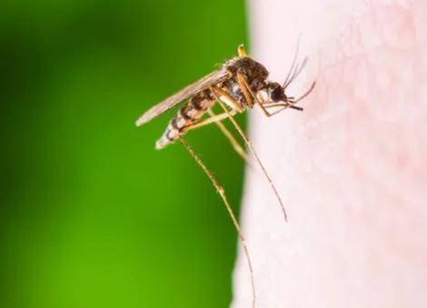 辽宁大连,发现罕见的金黄色蚊子,网友惊呼它们会不会传播病毒?