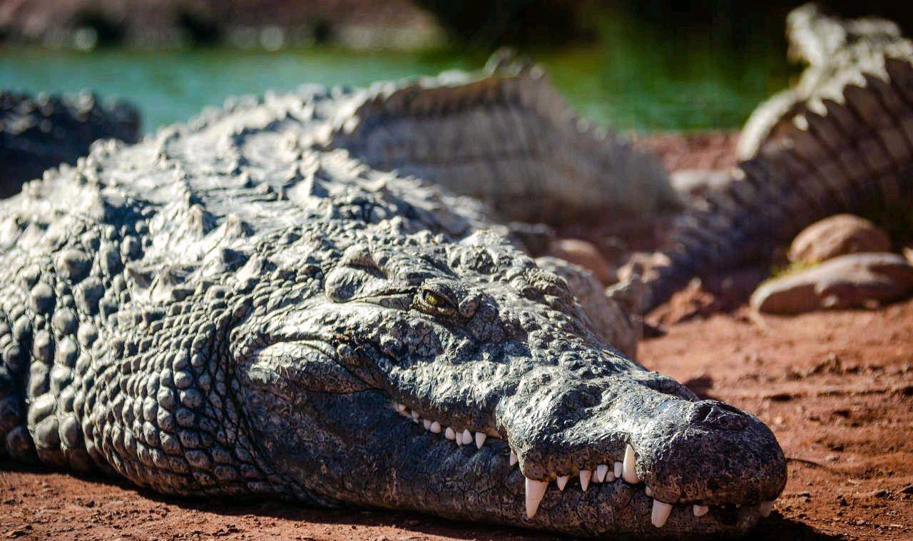 蚂蚁_昆虫_方式