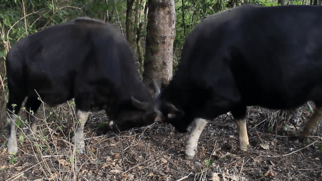因此在面对体型动辄是自己十倍以上的白肢野牛,自然是不敢轻举妄动的