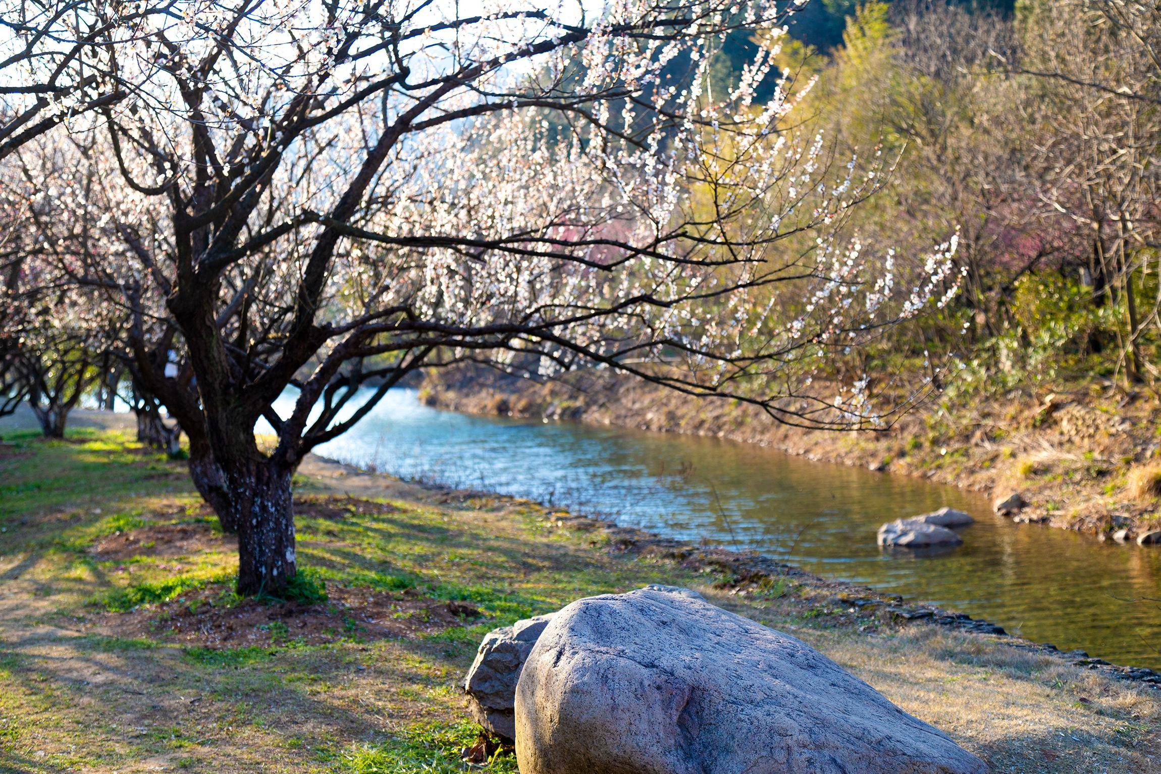 搬上央视的宁波九峰山梅园,一座有意,有韵,有格调的江南园林_梅花