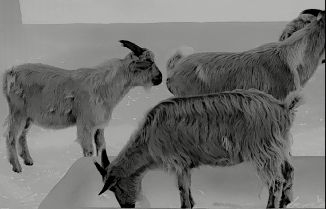 普雷德热成像镜头下的动物视角也太有趣了_产品_马群_羊群