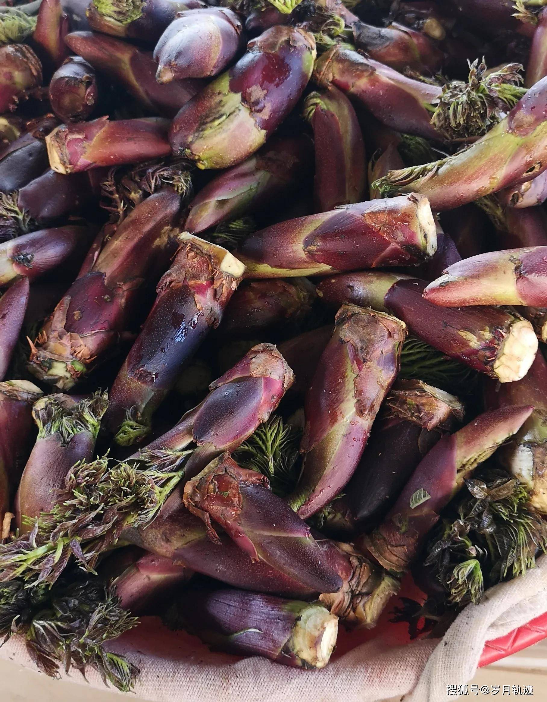 食用的树头菜,是楤木刚新发出的树尖,是一个肥肥的芽苞,切开来是嫩嫩