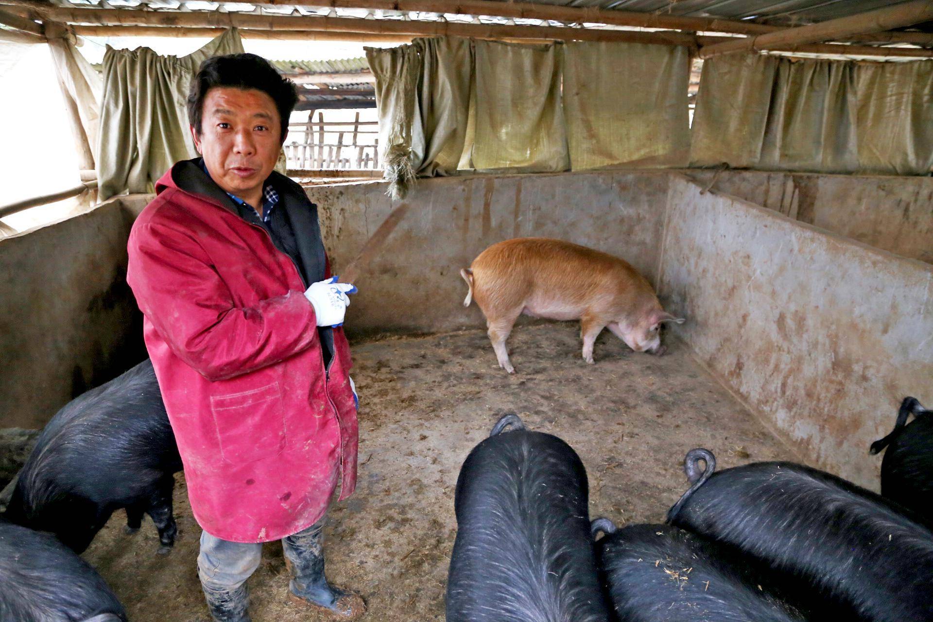确定母猪怀孕的四种方法!养猪人必看_成功_胎儿_红线